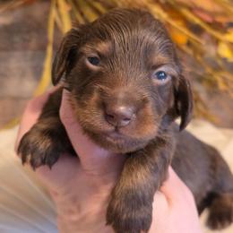 Boy 2 - Chocolate and tan male Dachshund puppy in Romney, Indiana from Brown's Valley Dachshunds