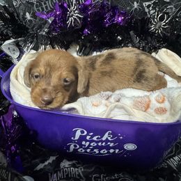 Bruno - Dapple male Dachshund puppy in Choctaw, Oklahoma from Danica’s Dachshunds