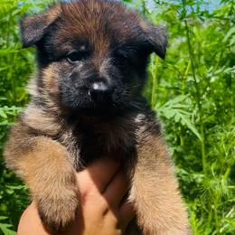 Endi - Sable female German Shepherd puppy in Youngsville, North Carolina from Di casa Esperanza