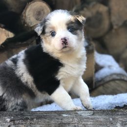 Miniature Australian Shepherd Puppies from Bear Pond Aussies