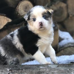 Miniature Australian Shepherd Puppies from Bear Pond Aussies