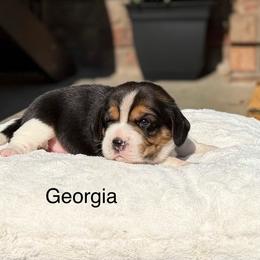 Georgia - Black tan and white female Beagle puppy in Mansfield, Missouri from Rippee Creek Kennel
