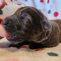 Ezekiel - Blue male German Shepherd puppy in Los Lunas, New Mexico from Mali's German Shepherds