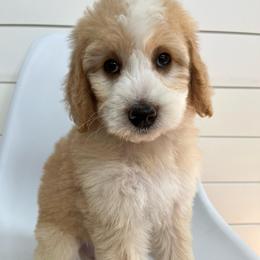 Elsie - Yellow and white female Bernedoodle puppy in Garrettsville, Ohio from Sunset Family Farm
