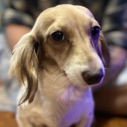 Lina - Dachshund