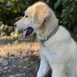 Girl 3 - 43263f - White and tan female Great Pyrenees puppy in Midway, Tennessee from Heavenly Hills Great Pyrenees