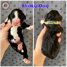 Slinky Dog - Black and white male Bernedoodle puppy in Banner Elk, North Carolina from Walnut Tree Bernedoodles