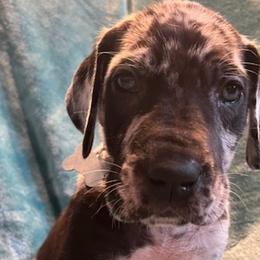 Great Danes from Jackie D's Danes