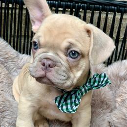 Ice T - Blue fawn male French Bulldog puppy in Minneapolis, Minnesota from Flyazz Frenchies Kennels