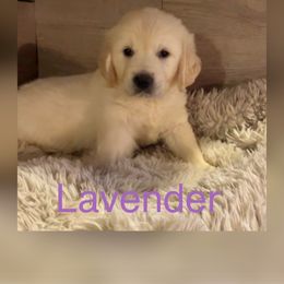 Lavender - Golden Retriever puppy in Linden, Michigan from High Society Farm