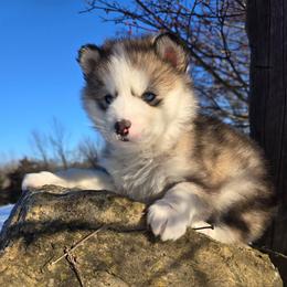 Taco Bell - Gray and white female Siberian Husky puppy in Addison, Michigan from Gray Run Siberian Huskies