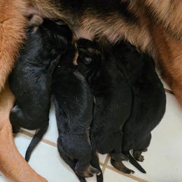 Boy3 - Black and red male German Shepherd puppy in Jamesville, New York from Mark Carfagno's Pups