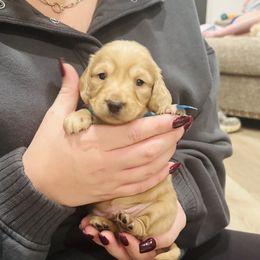 Cotton - Cream male Dachshund puppy in Altus, Oklahoma from Johnson Prairie Pups