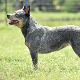 Wylie - Australian Cattle Dog