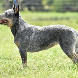 Wylie - Australian Cattle Dog