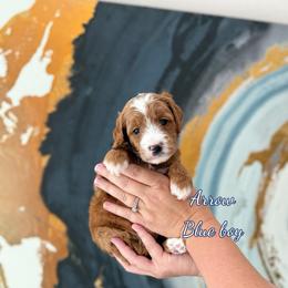 Arrow - Red  male Goldendoodle puppy in Orangevale, California from Ugly Dad Doodles