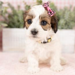 Sunkist - Merle female Maltipoo puppy in Salt Lake City, Utah from My Doodle Puppy