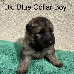 Dk. Blue Boy - Sable male German Shepherd puppy in Columbus, Mississippi from Olde Wolfe German Shepherds