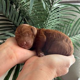Light Pink Collar - Red female Assorted Doodle Crosses puppy in Marysville, California from Dailey Doodles and Dachshunds