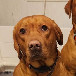 Cedar - Labrador Retriever