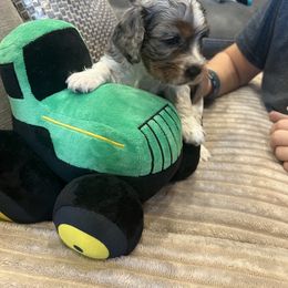 Electra - female Cockapoo puppy in Wellington, Kansas from Brian’s Puppies