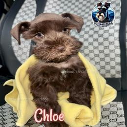 CHLOE - ADOPTED - Liver female Miniature Schnauzer puppy in Spruce Pine, North Carolina from Schnauzers of Blue Ridge