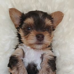 French Bulldog and Yorkshire Terrier Puppies from Casa De Silva LLC