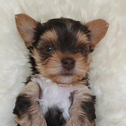 French Bulldog and Yorkshire Terrier Puppies from Casa De Silva LLC