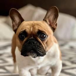 Stella - French Bulldog
