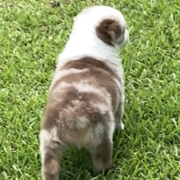 Australian Shepherds from Dixie Australian Shepard