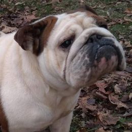 Juicy - Bulldog