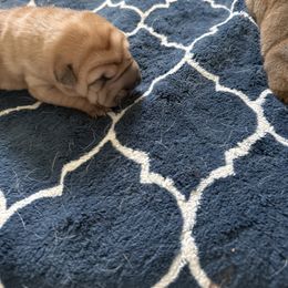 Boy 2 - Red fawn male Chinese Shar-Pei puppy in Fairfield, Texas from Majesty SharPei