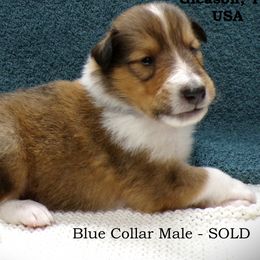 Blue Collar Sable Male - Sable and white male Collie puppy in Gleason, Tennessee from Liberty Collies