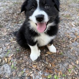 Miniature Australian Shepherd Puppies from Peace Creek Aussies