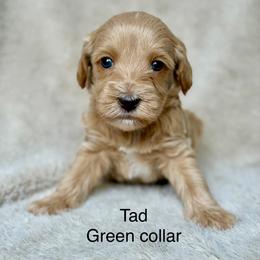 Tad - Apricot male Australian Labradoodle puppy in Londonderry, New Hampshire from Granite State Labradoodles