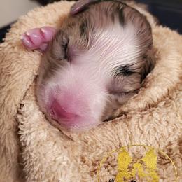 Border Collie and Siberian Husky Puppies from Alpine Tails