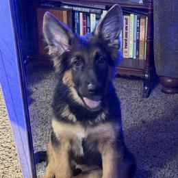 Neon (Flo) - Black and tan female German Shepherd puppy in Fort Wayne, Indiana from AA Kennel