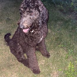 Vader - Goldendoodle