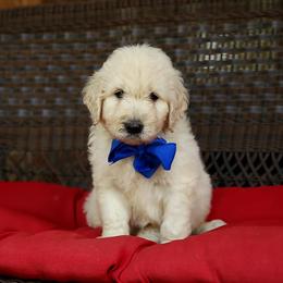 Australian Labradoodle, Bernedoodle, and Goldendoodle Puppies from Golden Fields Doodles