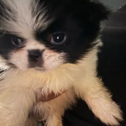 Girl 2 - White and black female Japanese Chin puppy in Connecticut from Lissette's pups chins and bullies