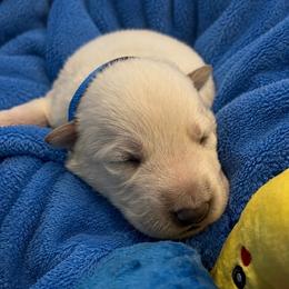 Opie - White male German Shepherd puppy in Yuba City, California from Barton’s German Shepherds