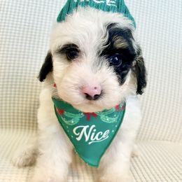 WAFFLES - Tri-color female Bernedoodle puppy in Houston, Texas from Pia’s Doodle Poodle Wag