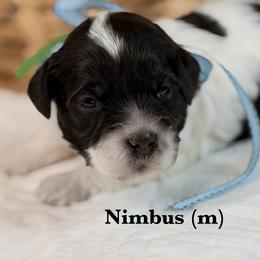 Nimbus - Chocolate male Australian Labradoodle puppy in Citrus Heights, California from Elite Blend Labradoodles