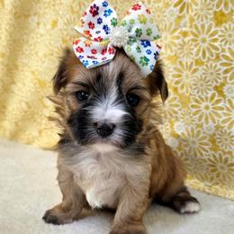 Percee - Gold female Morkie puppy in Monticello, Iowa from Ashley’s Puppies