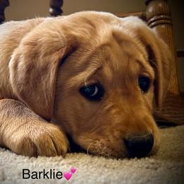 Labrador Retriever Puppies from Theresa Rhodes