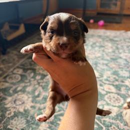 Dandelion - Red tri female Miniature Australian Shepherd puppy in Ellendale, North Dakota from Ark Acres Kennels