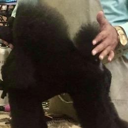 Tater - Poodle