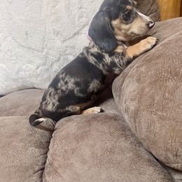 Pistachio - Dapple male Dachshund puppy in Williamsburg, Kentucky from Whispering Pine Dachshunds & Pomeranians