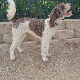 Margo - Australian Labradoodle