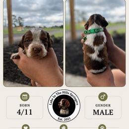 Boy 2 - Liver white and tan male English Springer Spaniel puppy in Fort Meade, Florida from Lake in the Hills Springers